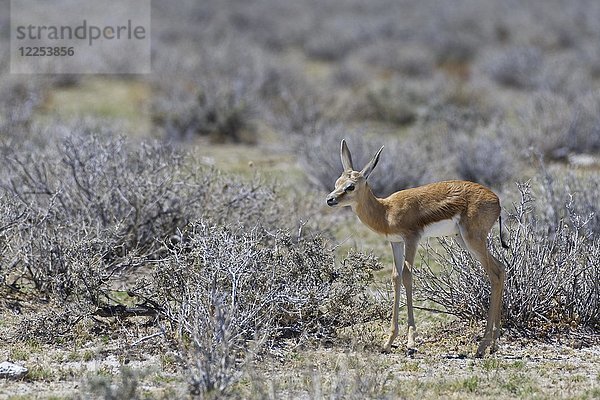 Junger Springbock (Antidorcas marsupialis)  stehend auf trockenem Grasland  bewegungslos  Etosha-Nationalpark  Namibia  Afrika