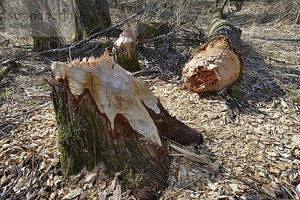 Umgestürzter Baum  Spuren des europäischen Bibers (Castor fiber)  Tirol  Österreich  Europa