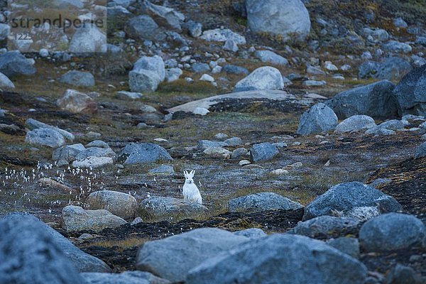 Polarhase (Lepus arcticus) zwischen großen Steinen  Grönland  Nordamerika