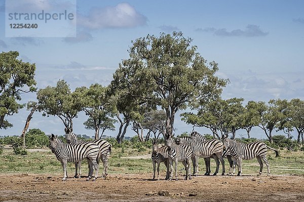 Burchell-Zebras (Equus burchelli)  Herde in Landschaft mit Bäumen  Savuti  Chobe-Nationalpark  Chobe-Distrikt  Botswana  Afrika