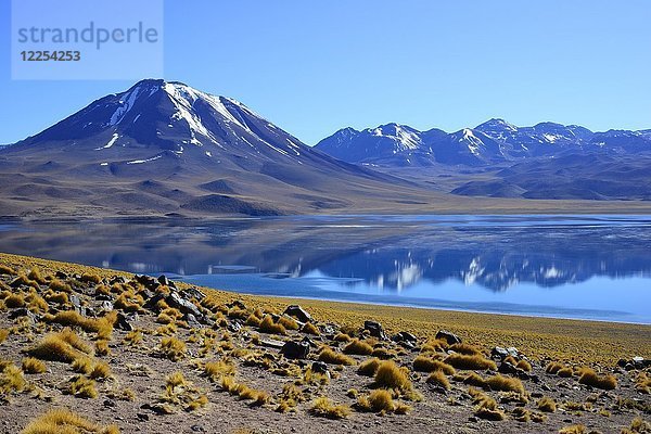 Laguna Miscanti auf dem Altiplano  Reserva nacional Los Flamencos  bei San Pedro de Atacama  Región de Antofagasta  Chile  Südamerika