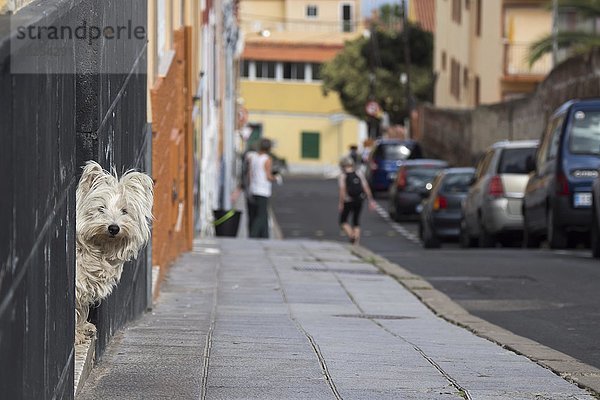 Hund schaut aus der Haustür  Puerto de la Cruz  Teneriffa  Spanien  Europa