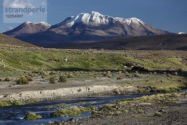 Schneebedeckter Vulkan Parinacota  mit Lamas an einem Bergfluss  Putre  Region de Arica y Parinacota  Chile  Südamerika