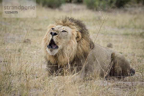 Löwe (Panthera leo) brüllt  Männchen liegt im trockenen Gras und brüllt  Savuti  Chobe-Nationalpark  Chobe-Distrikt  Botswana  Afrika