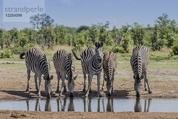 Burchell-Zebras (Equus burchelli)  Herde beim Trinken an einer Wasserstelle  Savuti  Chobe-Nationalpark  Chobe-Distrikt  Botsuana  Afrika