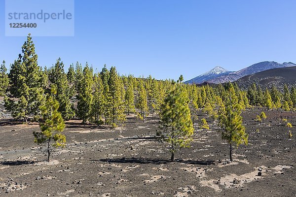 Kanarische Kiefern (Pinus canariensis)  Mirador de Chio  hinter dem Vulkan Teide  Teide-Nationalpark  Teneriffa  Kanarische Inseln  Spanien  Europa