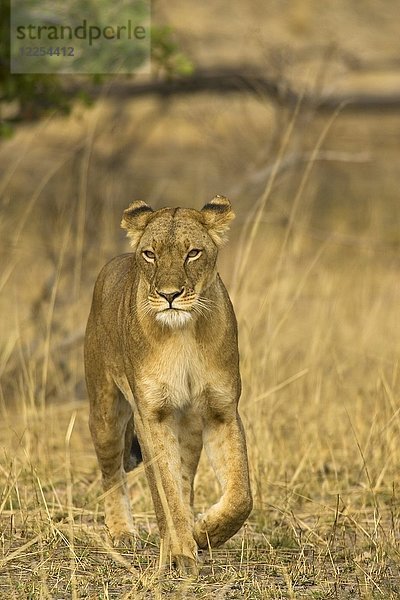 Löwe (Panthera leo)  streunendes Weibchen  Kafue-Nationalpark  Sambia  Afrika