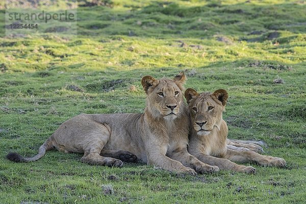 Löwe (Panthera leo)  zwei junge Männchen liegen eng beieinander  Chobe-Nationalpark  Chobe-Distrikt  Botsuana  Afrika