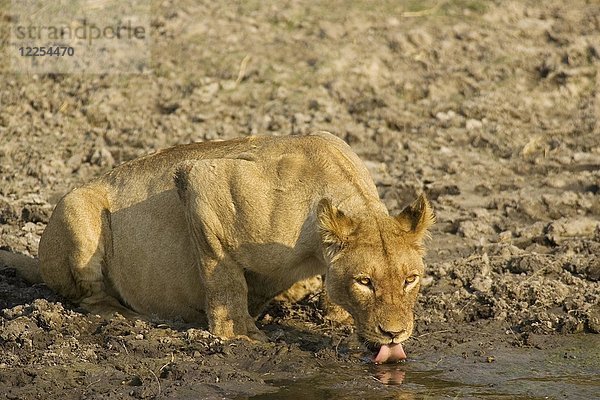 Löwe (Panthera leo)  trinkende Löwin an einem Wasserloch  Chobe-Nationalpark  Botsuana  Afrika