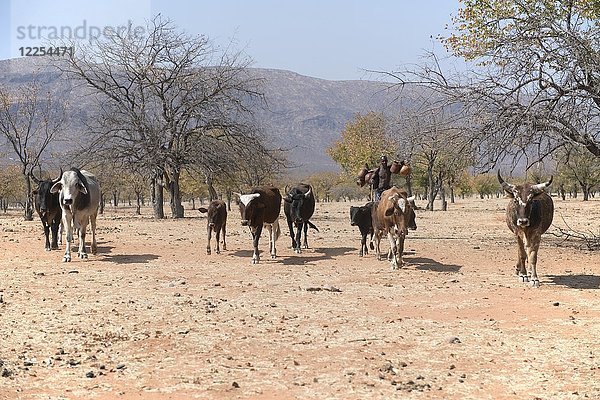 Himba-Mann treibt sein Vieh durch die trockene Baumsavanne  Kaokoveld  Namibia  Afrika
