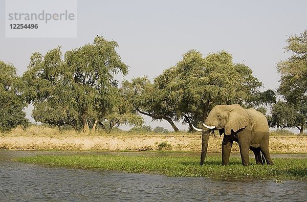 Afrikanischer Elefant (Loxodonta africana)  Bulle beim Grasen auf einer kleinen Insel im Sambesi-Fluss  Lower Zambezi National Park  Sambia  Afrika