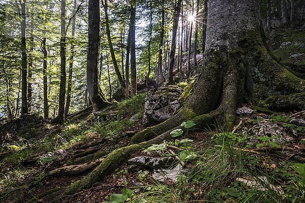 Österreichs letzte Urwälder  Urwald  Nationalpark Kalkalpen  Oberösterreich  Österreich  Europa