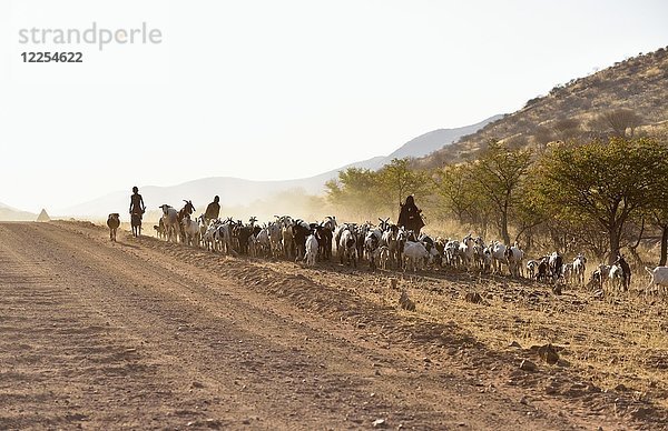 Himbas  Ziegenhirten treiben Ziegenherden entlang einer Hauptstraße  Kaokoveld  Namibia  Afrika