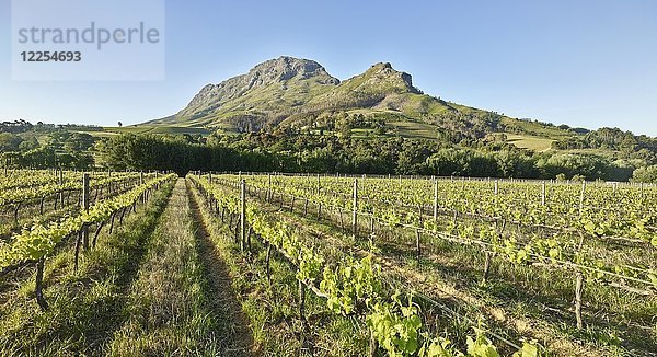 Weingüter  Weinanbau  Stellenbosch  Cape Winelands  Westkap  Südafrika  Afrika