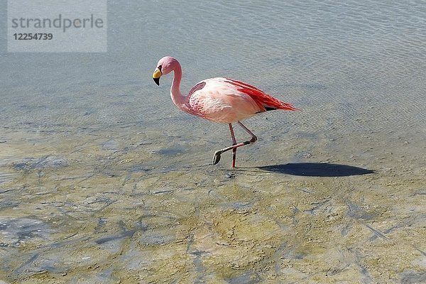 James-Flamingo (Phoenicoparrus jamesi)  Laguna Hedionda  Lagunenweg  Provinz Nor Lípez  Departement Potosi  Bolivien  Südamerika