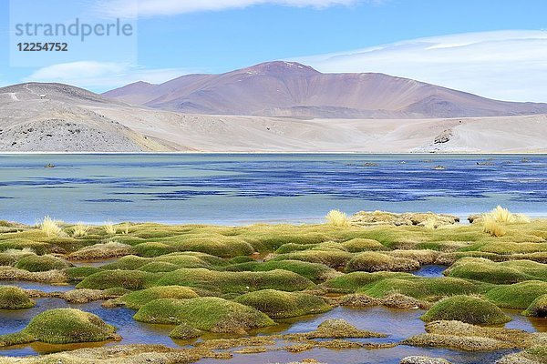 Vegetation an der Laguna Santa Rosa  Nationalpark Nevado Tres Cruces  Región de Atacama  Chile  Südamerika