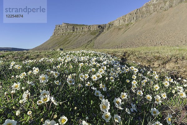 Weiße Dryade (Dryas octopetala)  Rauðisandur  Patreksfjörður  Vestfirðir  Island  Europa