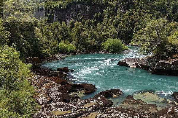 Türkisfarbener Bergfluss Futalefu fließt durch dichte Vegetation  Nationalpark Los Alerces  Region de los Lagos  Patagonien  Chile  Südamerika