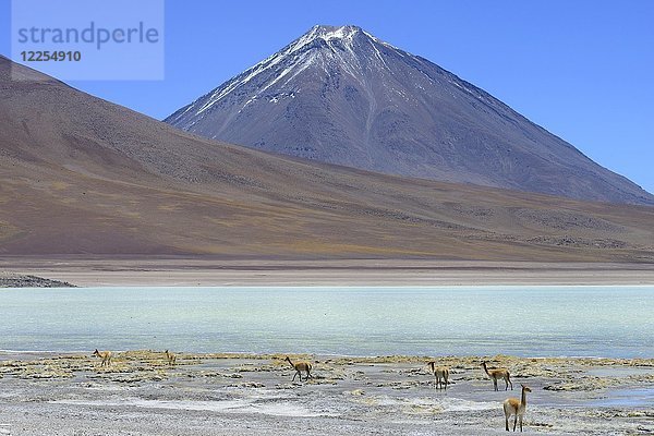 Vicuñas (Vicugna vicugna) vor der Laguna Verde und dem Vulkan Licancabur  Reserva Nacional de Fauna Andina Eduardo Abaroa  Sur Lípez  Potosí  Bolivien  Südamerika