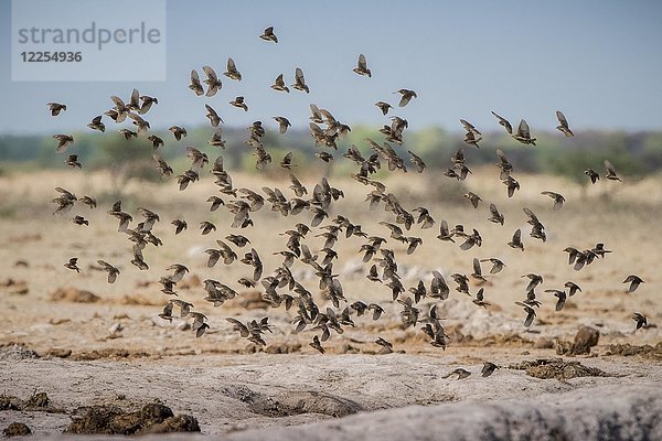Rotschnabel-Wachtelkönig (Quelea quelea)  Schwarm fliegt an einem Wasserloch auf  Nxai Pan National Park  Ngamiland District  Botswana  Afrika