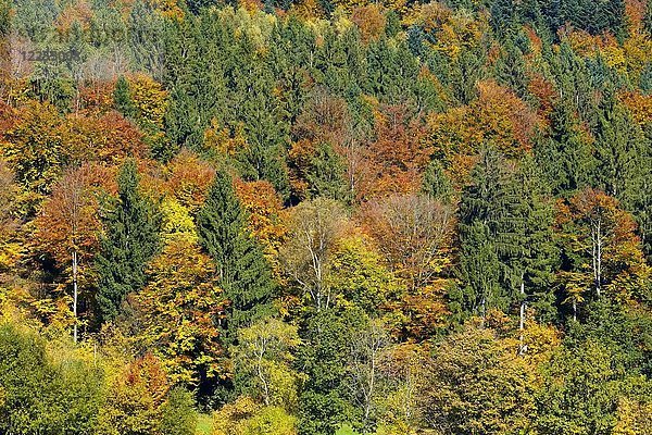 Herbstlicher Mischwald am Brotjacklriegel  Bayerischer Wald  Niederbayern  Bayern  Deutschland  Europa