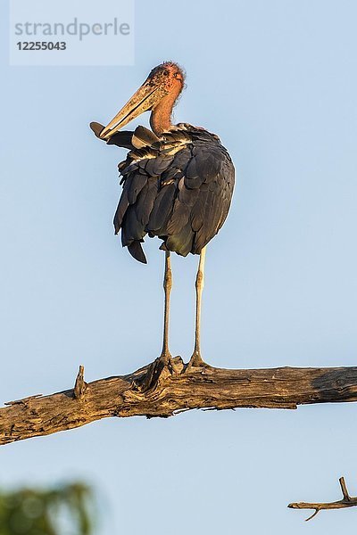 Marabu-Storch (Leptoptilos crumeniferus) auf einem Ast  Gefiederpflege  Chobe-Nationalpark  Chobe-Distrikt  Botswana  Afrika