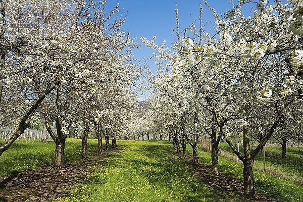 Kirschblüte  Obstplantage  Obereggenen  Markgräflerland  Schwarzwald  Baden-Württemberg  Deutschland  Europa