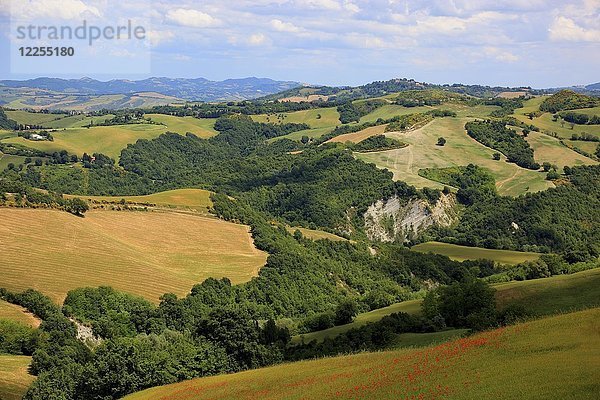 Hügellandschaft zwischen Sassocorvaro und Urbino  Marken  Italien  Europa