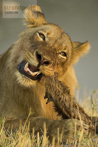 Löwe (Panthera leo)  junges Männchen beißt in die haarigen Überreste einer jungen Pferdeantilope (Hippotragus equinus)  Chobe-Nationalpark  Botswana  Afrika