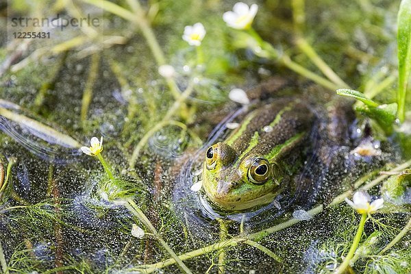 Grüner Frosch (Rana esculenta) zwischen blühenden Wasserpflanzen  Wasserhahnenfuß (Ranunculus fluitans)  Veneto  Italien  Europa