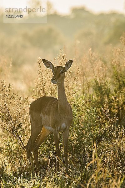 Impala (Aepyceros melampus)  Weibchen im Gegenlicht  Morgenlicht  Peter's Pan  Savuti  Chobe National Park  Chobe Distrikt  Botswana  Afrika