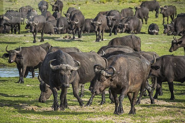 Herde Affenbüffel (Syncerus caffer)  Kazan  Chobe River Front  Chobe District  Botswana  Afrika