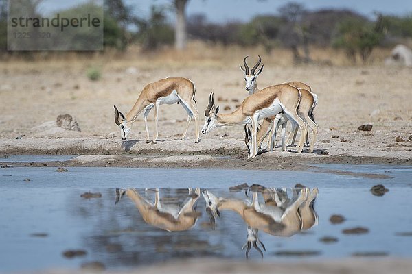 Springböcke (Antidorcas marsupialis) an einer Wasserstelle  Nxai-Pan-Nationalpark  Ngamiland-Distrikt  Botsuana  Afrika
