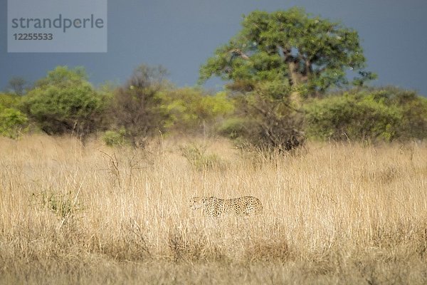 Gepard (Acinonyx jubatus)  getarnt auf der Jagd im hohen Gras  Nxai Pan National Park  Ngamiland District  Botswana  Afrika