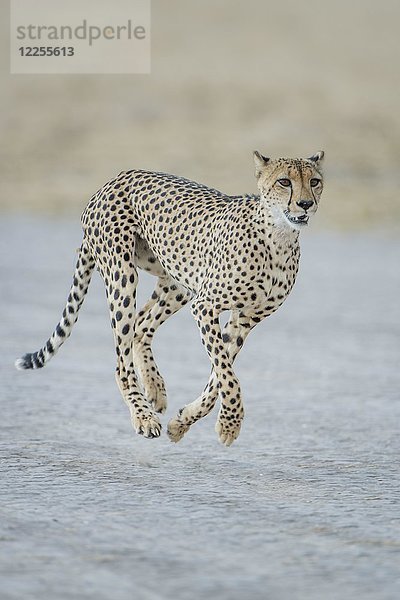 Gepard (Acinonyx jubatus) beim Laufen  Nxai Pan National Park  Ngamiland District  Botswana  Afrika