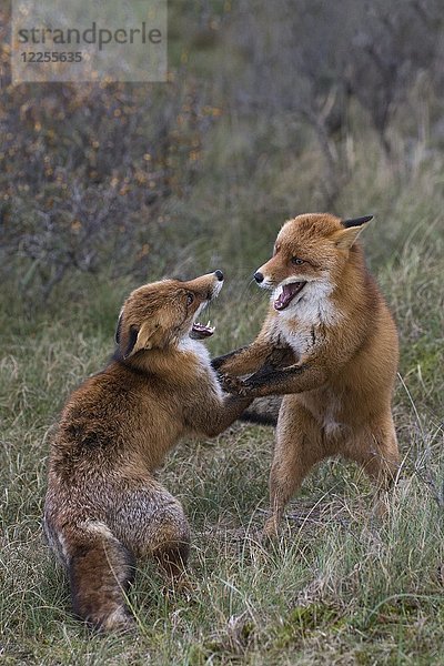 Rotfüchse (Vulpes vulpes)  zwei kämpfende Männchen  Nordholland  Niederlande