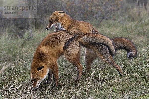 Rotfüchse (Vulpes vulpes)  zwei kämpfende Männchen  Nordholland  Niederlande