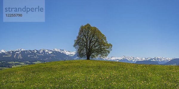 Friedenslinde  Linde (Tilia) auf der Wittelsbacher Höhe  881m  Illertal  Allgäu  Bayern  Deutschland  Europa