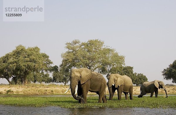 Afrikanische Elefanten (Loxodonta africana)  Bullen grasen auf einer kleinen Insel im Sambesi-Fluss  Lower Zambezi National Park  Sambia  Afrika