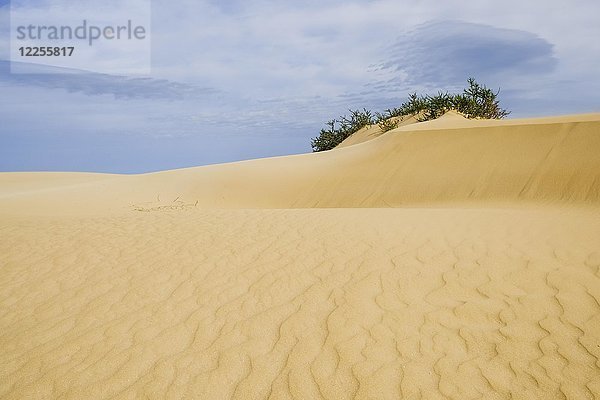 Sanddüne  Wanderdüne El Jable  Naturpark Park Corralejo  Fuerteventura  Kanarische Inseln  Spanien  Europa