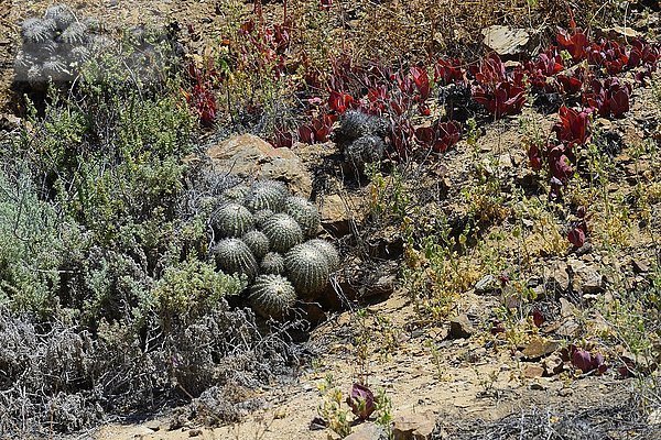 Vegetation mit Kaktus (Copiapoa cinerascens)  Nationalpark Pan de Azúcar  bei Chañaral  Región de Atacama  Chile  Südamerika