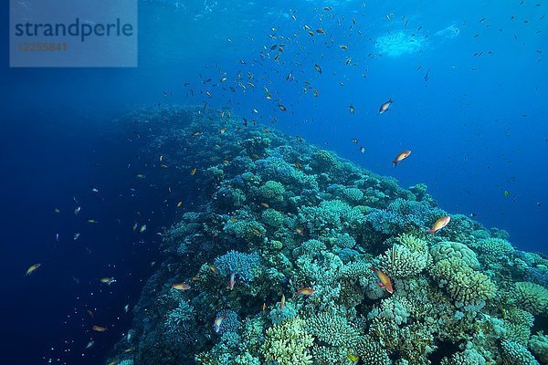 Die äußere Korallenwand  das flache Ufer  genannt The Saddle  trennt das Blue Hole vom offenen Meer  Rotes Meer  Dahab  Sinai  Ägypten  Afrika