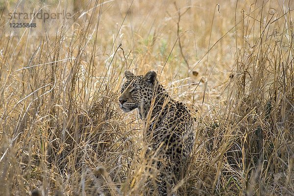 Leopard (Panthera pardus) im hohen Gras  Peter's Pan  Savuti  Chobe-Nationalpark  Chobe-Distrikt  Botsuana  Afrika