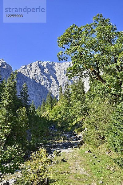 Enger-Grund  Mischwald im Herbst  dahinter die Grubenkarspitze  Karwendelgebirge  Tirol  Österreich  Europa