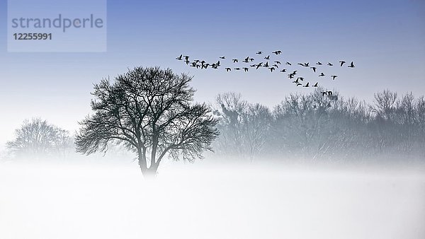 Elbtalaue im Winter  Solitärbaum  Vogelschwarm  Gänse im Frühnebel  Biosphärenreservat Mittelelbe  Sachsen-Anhalt