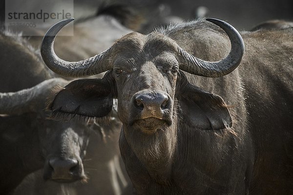 Kaffernbüffel (Syncerus caffer)  Kazan  Chobe River Front  Chobe District  Botswana  Afrika