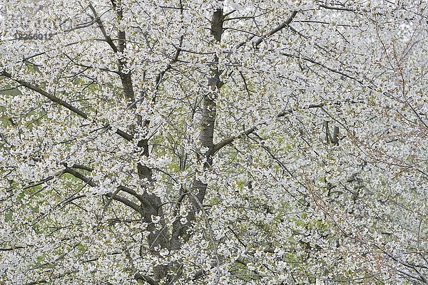 Kirschbaum in voller Blüte  Wildkirsche (Prunus avium)  Sachsen-Anhalt  Deutschland  Europa