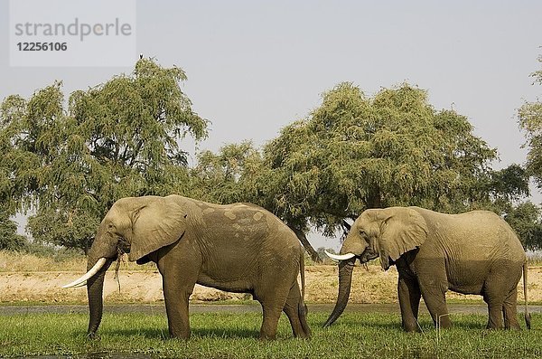 Afrikanische Elefanten (Loxodonta africana)  zwei Bullen grasen auf einer kleinen Insel im Sambesi-Fluss  Lower Zambezi National Park  Sambia  Afrika