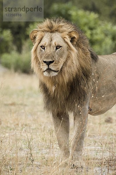 Löwe (Panthera leo)  männlich  Chobe-Nationalpark  Bezirk Chobe  Botsuana  Afrika