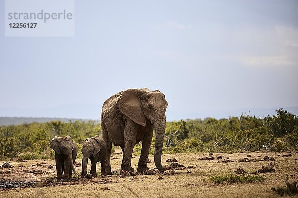 Afrikanische Elefanten (Loxodonta africana)  Mutter mit zwei Jungtieren  Addo Elephant National Park  Ostkap  Südafrika  Afrika